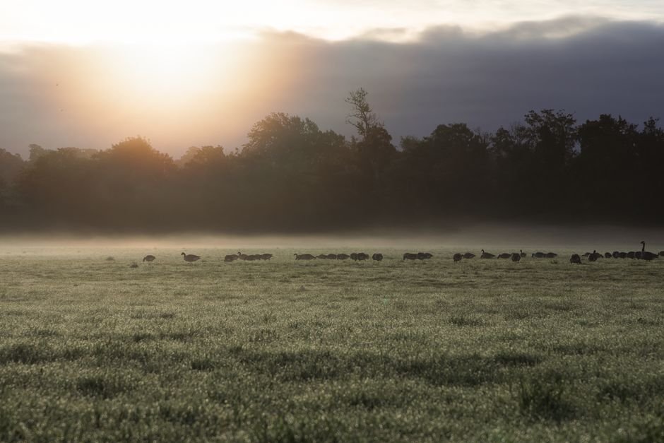 A serene morning scene with geese in a misty meadow under the soft sunlight of dawn.
